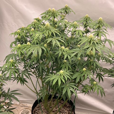 Strawberry Banana Grape growlog timeline photo