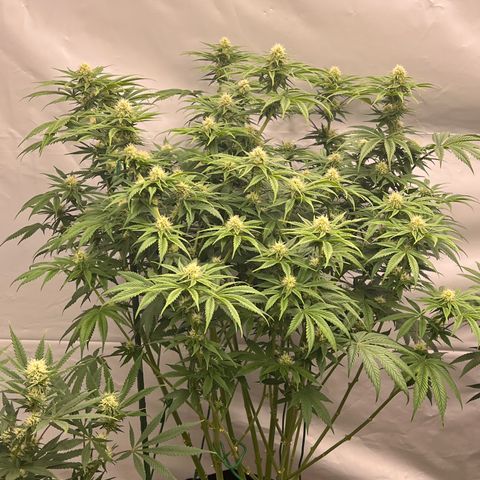Strawberry Banana Grape growlog timeline photo