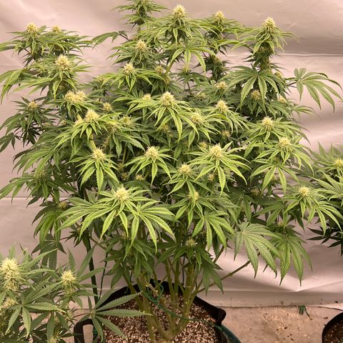 Strawberry Banana Grape growlog timeline photo