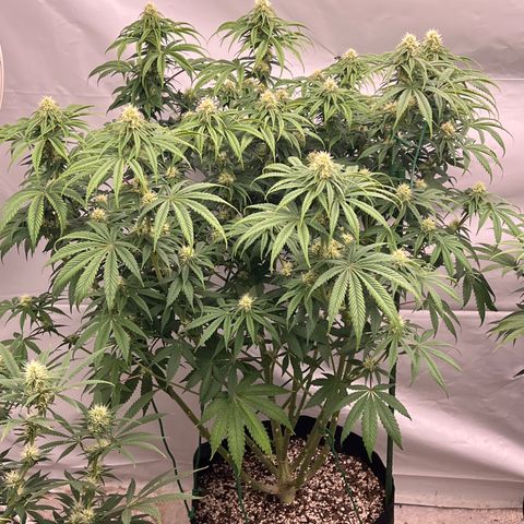 Strawberry Banana Grape growlog photo: Flushed today