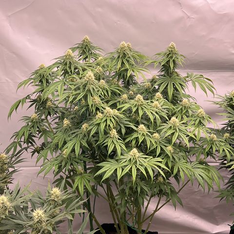 Strawberry Banana Grape growlog timeline photo