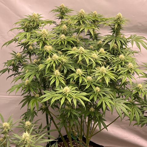 Strawberry Banana Grape growlog timeline photo