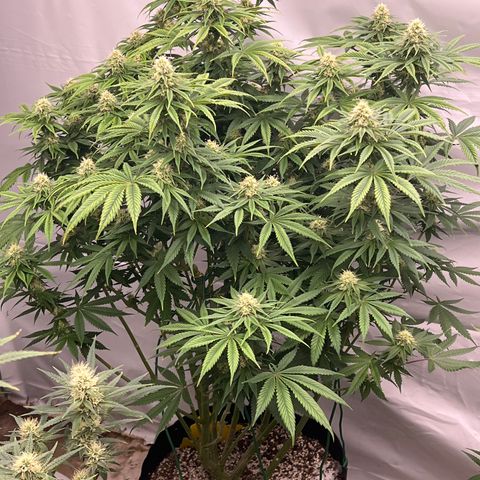 Strawberry Banana Grape growlog timeline photo