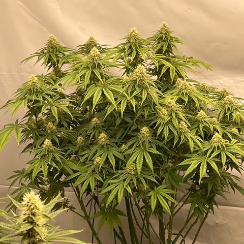 Strawberry Banana Grape growlog timeline photo
