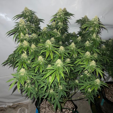 Strawberry Banana Grape growlog timeline photo