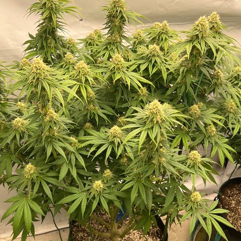 Strawberry Banana Grape growlog timeline photo