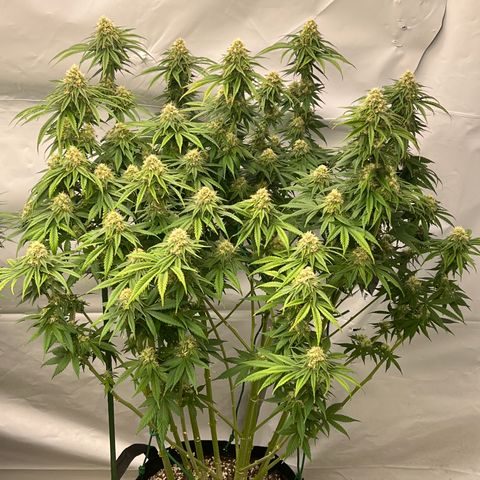 Strawberry Banana Grape growlog timeline photo