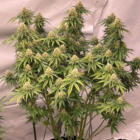 Strawberry Banana Grape growlog timeline photo