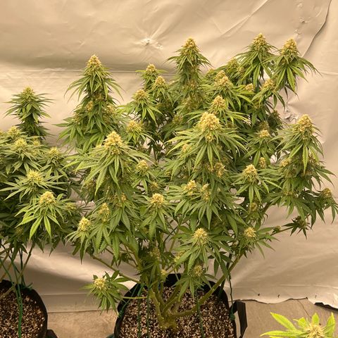 Strawberry Banana Grape growlog timeline photo