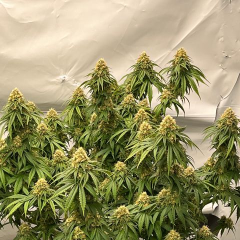 Strawberry Banana Grape growlog timeline photo