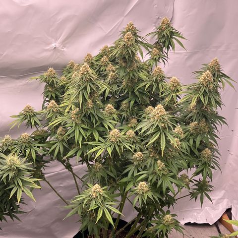 Strawberry Banana Grape growlog timeline photo
