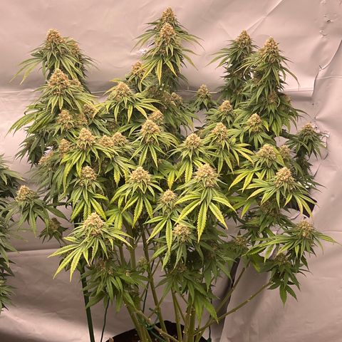 Strawberry Banana Grape growlog timeline photo