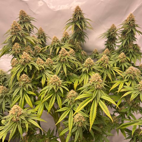 Strawberry Banana Grape growlog timeline photo