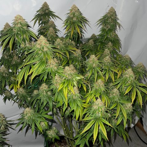 Strawberry Banana Grape growlog timeline photo