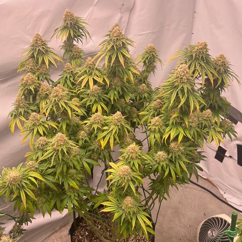 Strawberry Banana Grape growlog timeline photo