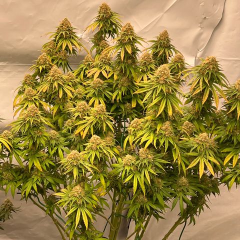 Strawberry Banana Grape growlog timeline photo