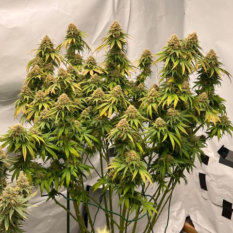 Strawberry Banana Grape growlog timeline photo