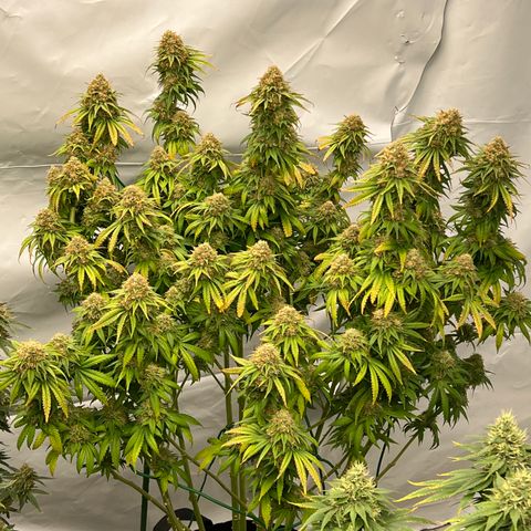 Strawberry Banana Grape growlog timeline photo