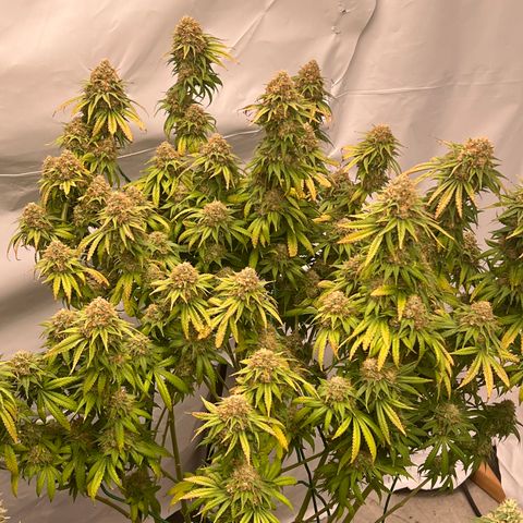 Strawberry Banana Grape growlog timeline photo