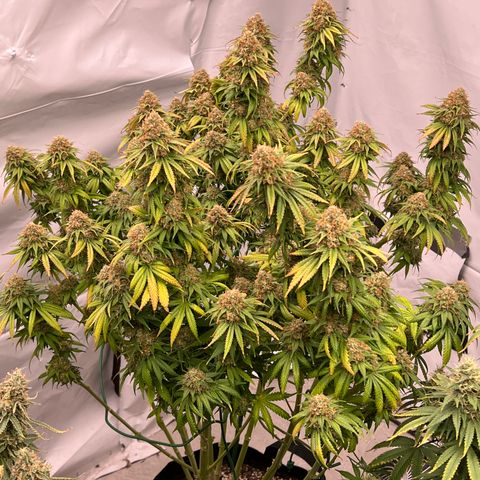Strawberry Banana Grape growlog timeline photo