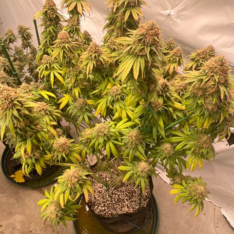 Strawberry Banana Grape growlog timeline photo