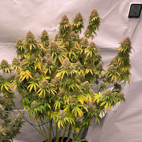 Strawberry Banana Grape growlog timeline photo