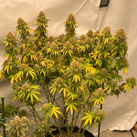 Strawberry Banana Grape growlog timeline photo
