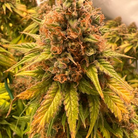 Strawberry Banana Grape growlog timeline photo