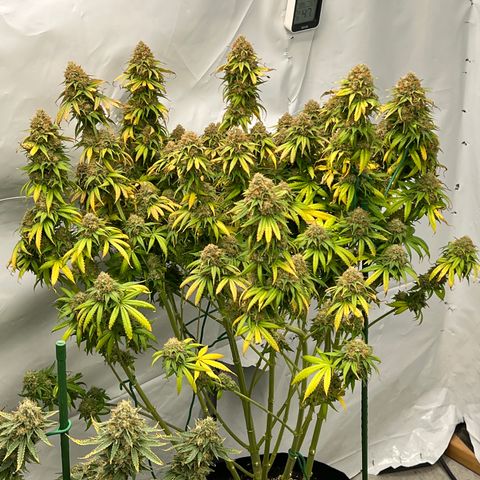 Strawberry Banana Grape growlog timeline photo