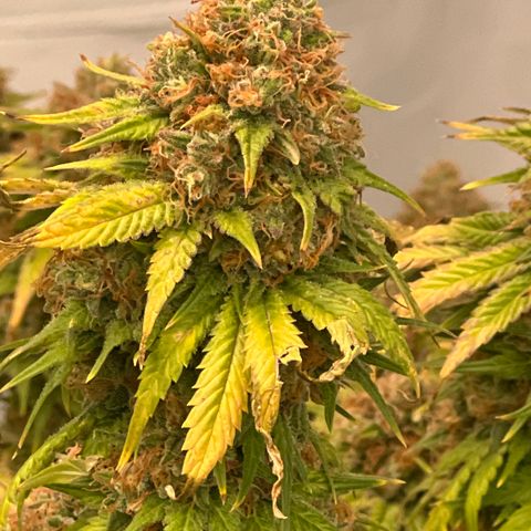 Strawberry Banana Grape growlog timeline photo