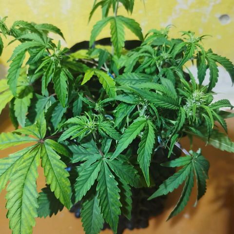 AutoUltimate #1 growlog photo: Тренировка lst