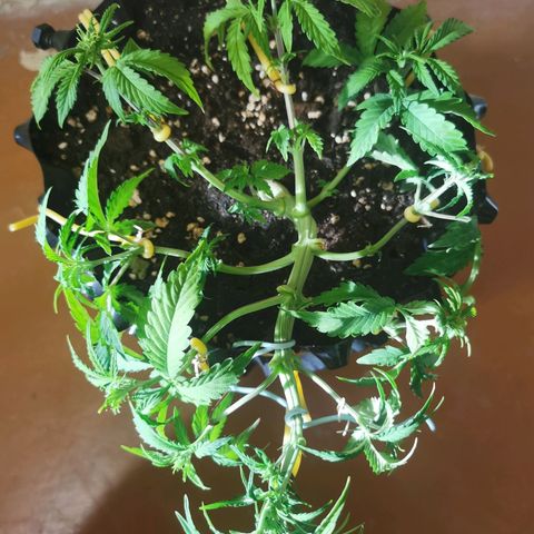 AutoUltimate #1 growlog photo: Тренировка lst