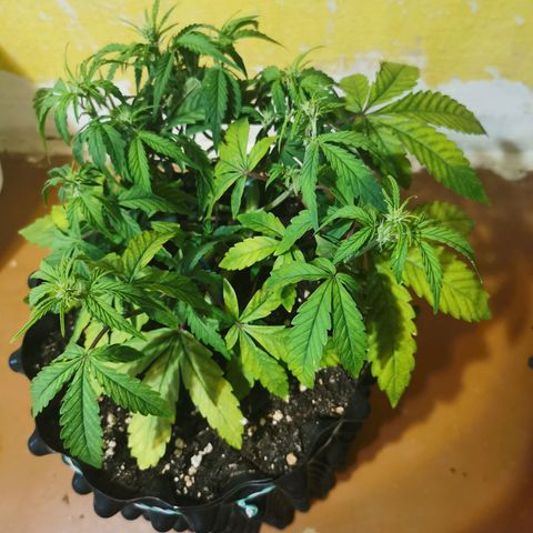 AutoUltimate #1 growlog photo: Тренировка lst