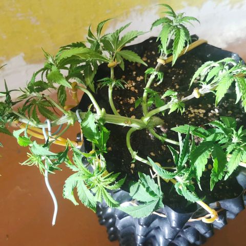 AutoUltimate #1 growlog photo: Тренировка lst