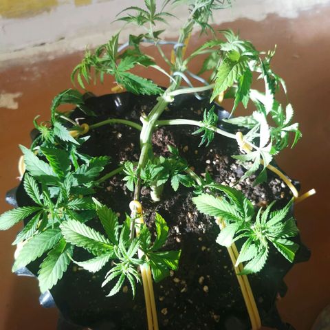 AutoUltimate #1 growlog photo: Тренировка lst