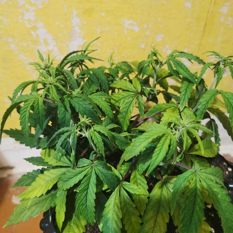 AutoUltimate #1 growlog photo: Тренировка lst