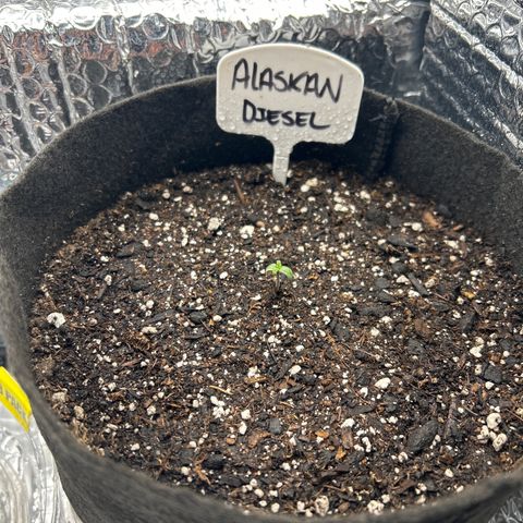 Alaskan Diesel Auto growlog timeline photo