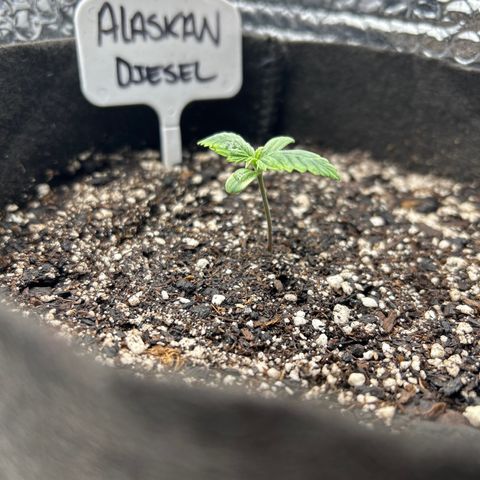 Alaskan Diesel Auto growlog timeline photo