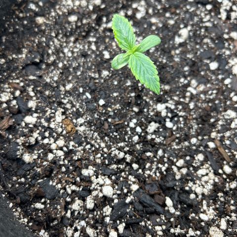 Alaskan Diesel Auto growlog timeline photo