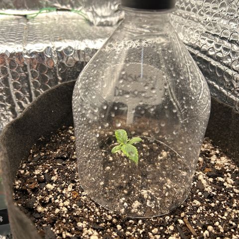 Alaskan Diesel Auto growlog timeline photo