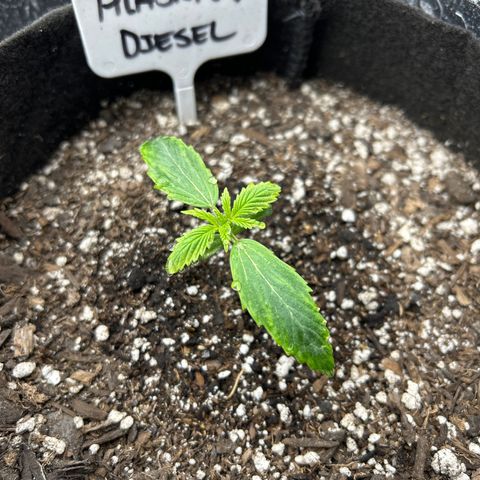 Alaskan Diesel Auto growlog timeline photo