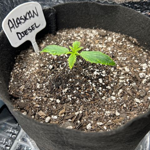 Alaskan Diesel Auto growlog timeline photo