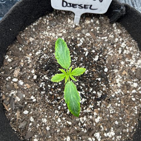 Alaskan Diesel Auto growlog timeline photo