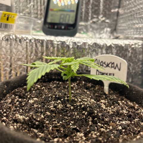 Alaskan Diesel Auto growlog timeline photo