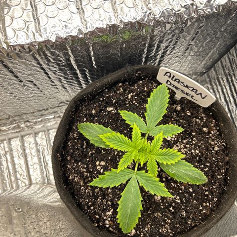 Alaskan Diesel Auto growlog timeline photo