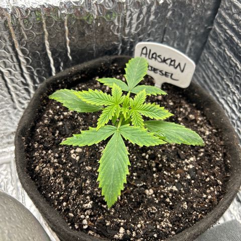 Alaskan Diesel Auto growlog timeline photo