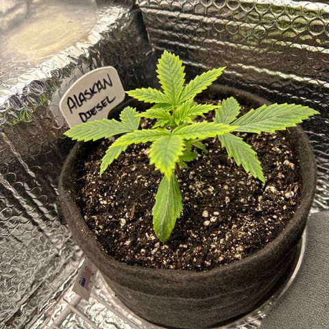 Alaskan Diesel Auto growlog timeline photo
