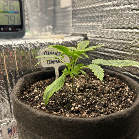 Alaskan Diesel Auto growlog timeline photo