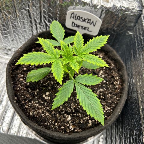 Alaskan Diesel Auto growlog timeline photo
