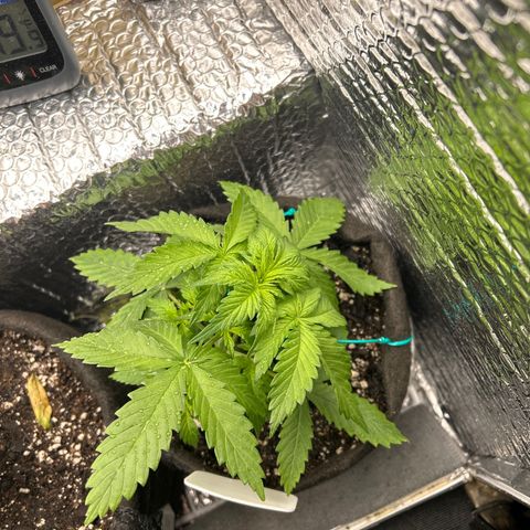 Alaskan Diesel Auto growlog timeline photo